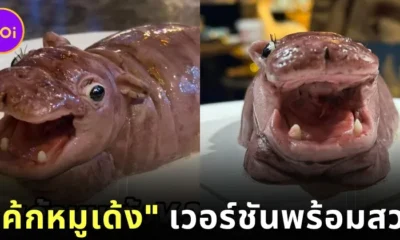 มาอีกแบบ! "ร้านเวทย์มนต์" เผยโฉม "เค้กหมูเด้ง" เวอร์ชันพร้อมสวบ ที่ดูเกรี้ยวกราดถูกใจเอฟซี