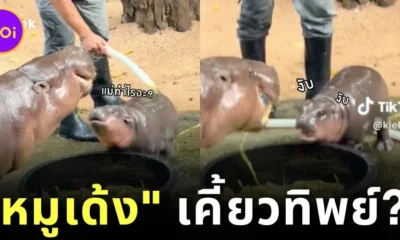 พี่เลี้ยงเผยพฤติกรรม "หมูเด้ง" เห็นกินแซ่บ แท้จริงแล้วน้องกำลังเคี้ยวทิพย์!