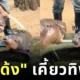 พี่เลี้ยงเผยพฤติกรรม "หมูเด้ง" เห็นกินแซ่บ แท้จริงแล้วน้องกำลังเคี้ยวทิพย์!
