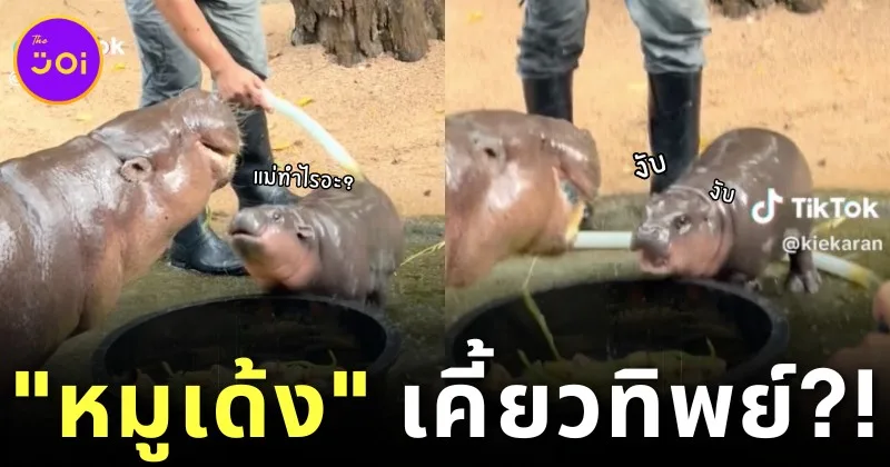 พี่เลี้ยงเผยพฤติกรรม "หมูเด้ง" เห็นกินแซ่บ แท้จริงแล้วน้องกำลังเคี้ยวทิพย์!