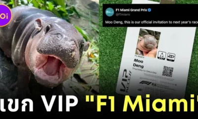 "F1 Miami" เทียบเชิญ "หมูเด้ง" ลูกฮิปโปแคระชื่อดังของไทย มารับชมการแข่งขัน "Formula 1 Grand Prix" ปี 2025