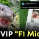 "F1 Miami" เทียบเชิญ "หมูเด้ง" ลูกฮิปโปแคระชื่อดังของไทย มารับชมการแข่งขัน "Formula 1 Grand Prix" ปี 2025