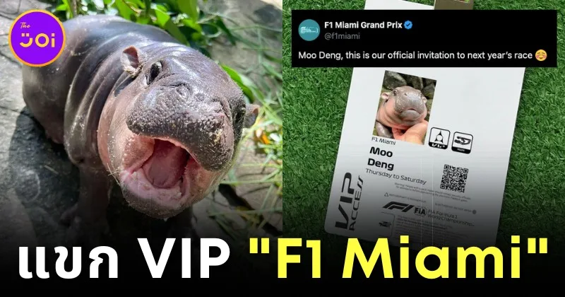 "F1 Miami" เทียบเชิญ "หมูเด้ง" ลูกฮิปโปแคระชื่อดังของไทย มารับชมการแข่งขัน "Formula 1 Grand Prix" ปี 2025