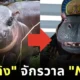 Moodeng in MCU universe