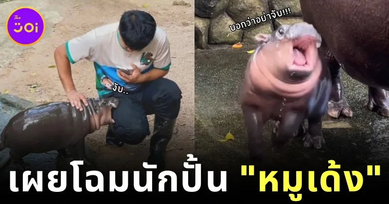 เปิดหน้าพี่เลี้ยง "หมูเด้ง" ตัวตึงแห่งสวนสัตว์เปิดเขาเขียว พร้อมความฝันที่ยิ่งใหญ่ที่ตอนนี้ไปไกลกว่าที่หวังแล้ว!