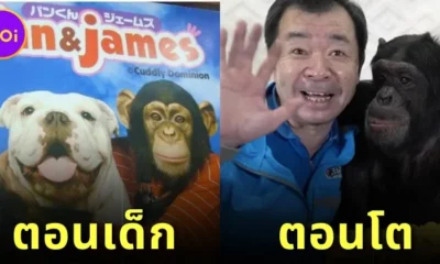 ส่องภาพปัจจุบัน "ปังคุง" ลิงน้อยจากรายการ "ขำกลิ้งลิงกับหมา" โตเป็นหนุ่มแล้ว และมีช่อง "YouTube" ของตัวเองด้วย!