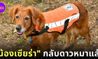 "น้องเซียร่า (Sierra)" ขวัญใจชาวโซเชียลแห่งหน่วย "K9 : USAR Thailand" กลับดาวหมาแล้ว หลังรับใช้ชาติไทยมานานหลายปี