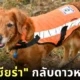"น้องเซียร่า (Sierra)" ขวัญใจชาวโซเชียลแห่งหน่วย "K9 : USAR Thailand" กลับดาวหมาแล้ว หลังรับใช้ชาติไทยมานานหลายปี