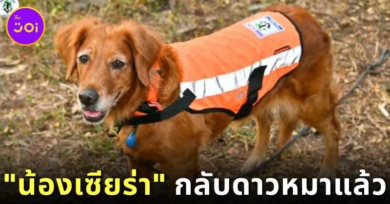 "น้องเซียร่า (Sierra)" ขวัญใจชาวโซเชียลแห่งหน่วย "K9 : USAR Thailand" กลับดาวหมาแล้ว หลังรับใช้ชาติไทยมานานหลายปี