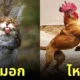 ภาพตัดต่อ Animal Hybrids สัตว์โลกผสมข้ามสายพันธุ์ Photoshop