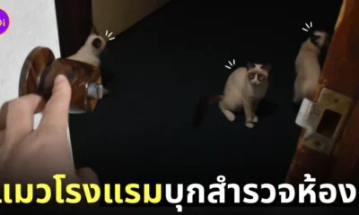 แก๊งแมวของโรงแรมญี่ปุ่น