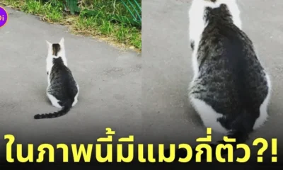 ภาพแมวลายแมว