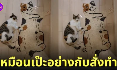 พรมรูปเหมียวเหมือนแมวสามสีที่ทาสเลี้ยงไว้