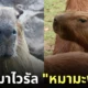 คาปิบาร่า หมามะพร้าว