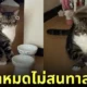 แมววีน ทาสหลับ เลยเวลาให้อาหาร