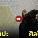 หมาดัชชุนฉี่ พรม อาร์ต รูปทรงหกเหลี่ยม TikTok