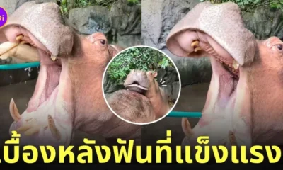 คลิปแปรงฟันฮิปโป tiktok