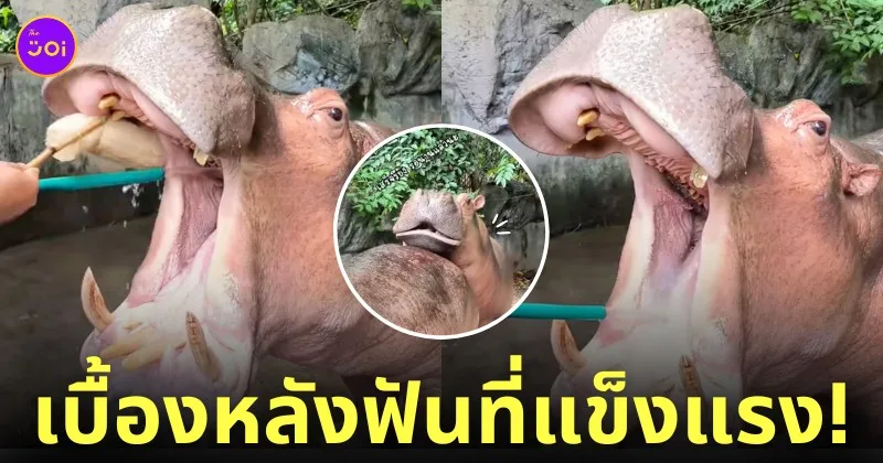 คลิปแปรงฟันฮิปโป tiktok