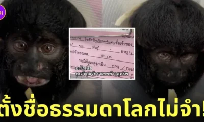 ลิง คุณวิรุณจักราเทพท้าวสุครีพ TikTok