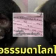 ลิง คุณวิรุณจักราเทพท้าวสุครีพ TikTok