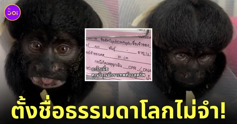 ลิง คุณวิรุณจักราเทพท้าวสุครีพ TikTok