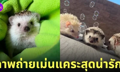 ภาพถ่ายเม่นแคระ น่ารัก lycheeguavahedgehogs
