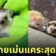 ภาพถ่ายเม่นแคระ น่ารัก lycheeguavahedgehogs