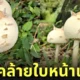 เห็ดคล้ายใบหน้าแมว ญี่ปุ่น