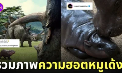กระแสความฮอตหมูเด้ง moo deng ลูกฮิปโปแคระ