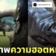 กระแสความฮอตหมูเด้ง moo deng ลูกฮิปโปแคระ