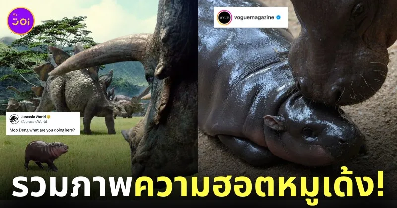 กระแสความฮอตหมูเด้ง moo deng ลูกฮิปโปแคระ