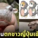 หมูเด้ง ลูกฮิปโปแคระ สวนสัตว์เปิดเขาเขียว ดังในญี่ปุ่น