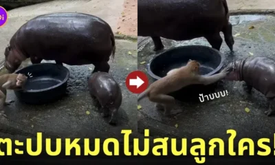 คลิปลิงตะปบแก้มหมูเด้ง ลูกฮิปโปแคระ สวนสัตว์เปิดเขาเขียว