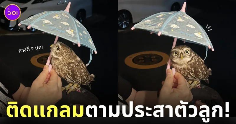 นกฮูกจิ๋วกางร่มเดินเล่น