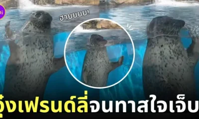 คลิปแมวน้ำโบกมือทักทายนุด sendai umino mori