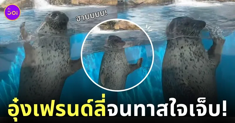 คลิปแมวน้ำโบกมือทักทายนุด sendai umino mori