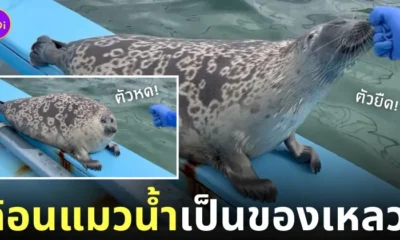คลิปแมวน้ำยืดหดตัว