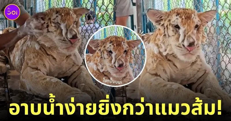 อาบน้ำ เสือโคร่ง แมวส้มตัวโต