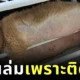 เจ้าแมวส้มหุ่นตุ้ยนุ้ยพยายามหนีออกจากคอร์สลดน้ำหนัก แต่ไม่รอด.. เพราะพุงติดร่องชั้นวางรองเท้า