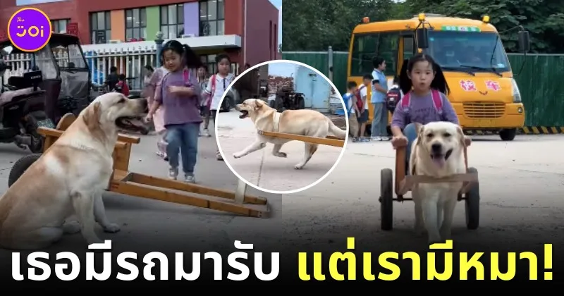 เธอมีรถ แต่เรามีหมา! เจ้าตูบลาบราดอร์แสนรู้สวมบทเป็นรถโรงเรียนพาเจ้านายตัวน้อยกลับบ้าน กลายเป็นไวรัล!