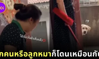 จะลูกคนหรือลูกหมาก็โดนไม่ต่างกัน! ชาวเน็ตแห่แชร์คลิปน้องหมาลาบราดอร์หลบการสั่งสอนของคุณแม่ชาวจีน ที่ทั้งขำทั้งสงสารจนเป็นไวรัล!