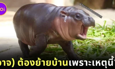 แฟน ๆ ช็อก! "หมูเด้ง" ขวัญใจชาวโซเชียล (อาจ) ต้องย้ายไปอยู่สวนสัตว์อื่นเมื่อโตขึ้น เพราะเหตุนี้!