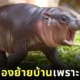 แฟน ๆ ช็อก! "หมูเด้ง" ขวัญใจชาวโซเชียล (อาจ) ต้องย้ายไปอยู่สวนสัตว์อื่นเมื่อโตขึ้น เพราะเหตุนี้!