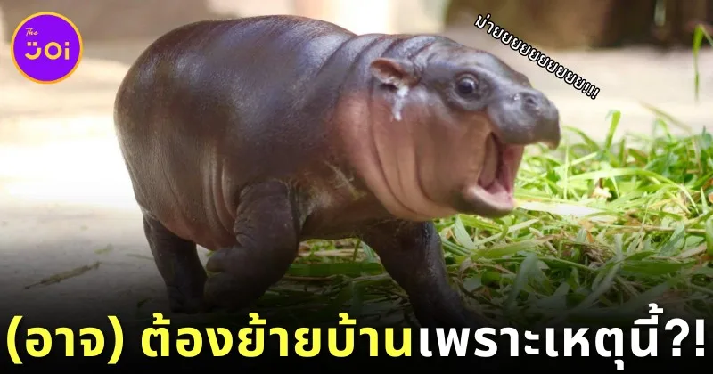 แฟน ๆ ช็อก! "หมูเด้ง" ขวัญใจชาวโซเชียล (อาจ) ต้องย้ายไปอยู่สวนสัตว์อื่นเมื่อโตขึ้น เพราะเหตุนี้!