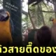 Party Animal ของแทร่! นกแก้วสายตื๊ดโยกคอตามจังหวะเพลงแข่งกับมนุษย์ จนกลายเป็นไวรัล!