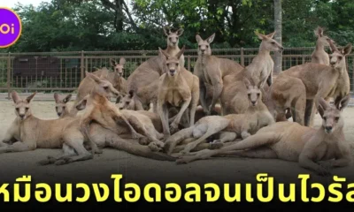 รูปหมู่ของจิงโจ้ในสวนสัตว์ "Hibiki Animal World" กลายเป็นไวรัล เพราะเหมือนภาพถ่ายวงไอดอล!