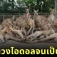 รูปหมู่ของจิงโจ้ในสวนสัตว์ "Hibiki Animal World" กลายเป็นไวรัล เพราะเหมือนภาพถ่ายวงไอดอล!