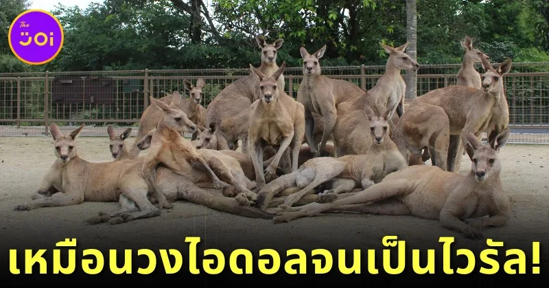 รูปหมู่ของจิงโจ้ในสวนสัตว์ "Hibiki Animal World" กลายเป็นไวรัล เพราะเหมือนภาพถ่ายวงไอดอล!