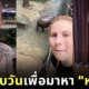 เพื่อเธอคนเดียว! สาวอเมริกันลงทุนนั่งเครื่องบินจากนิวยอร์กมาไทยนาน 18.5 ชั่วโมง เพื่อมาดู "หมูเด้ง" สัตว์ตัวโปรด!