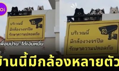 บ้านหลังหนึ่งกลายเป็นไวรัล! เพราะมีกล้องวงจรปิดรุ่นพิเศษหลายตัว เป็น "สุนัขไซบีเรียน ฮัสกี้"